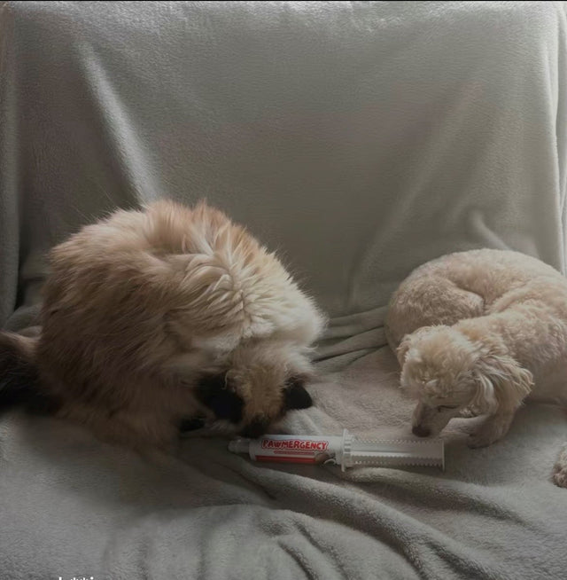 Ginger &amp; Jake